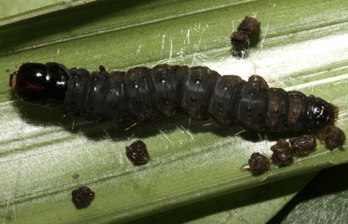 Figura 9. Larva <i>Anacrusis ellensatterleeae</i></i>, Tortricidae, vista dorsal. (16-SRNP-30178-DHJ729281).