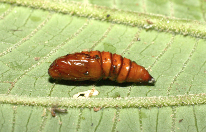 Figura 10. Pupa de <i>Anacrusis ellensatterleeae</i></i>, Tortricidae, vista dorsal, (16-SRNP-35098-DHJ709592).