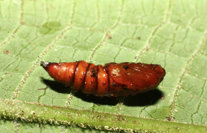 Figura 11. Pupa de <i>Anacrusis ellensatterleeae</i></i>, Tortricidae, vista lateral, (16-SRNP-35098-DHJ709593).