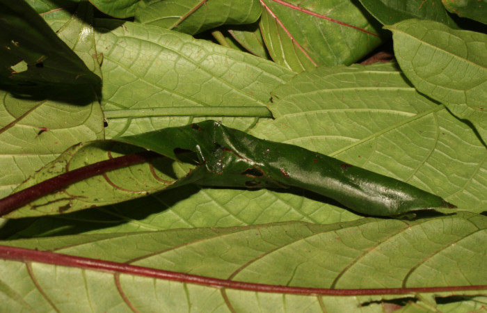 Figura 8. Larva <i>Anacrusis ellensatterleeae</i></i>, Tortricidae, detalle de la casita. (19-SRNP-35607-DHJ770103).