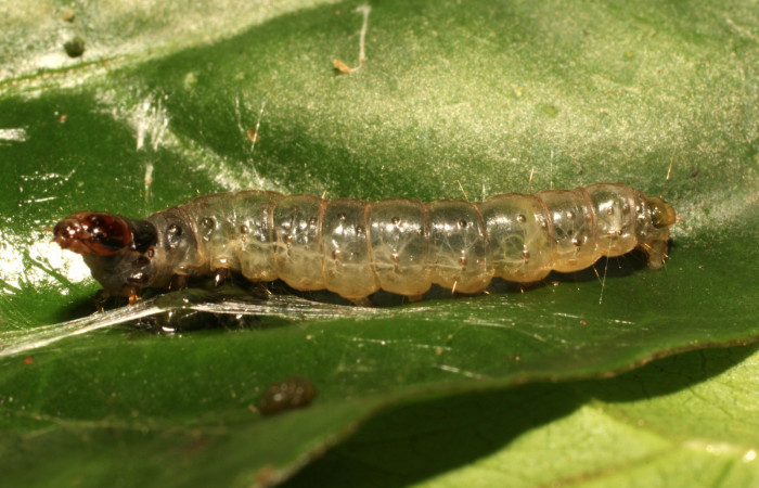 Figura 6. Larva <i>Anacrusis ellensatterleeae</i></i>, Tortricidae, vista lateral. (19-SRNP-35607-DHJ770105).