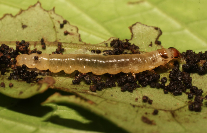 Figura 5. Larva <i>Anacrusis ellensatterleeae</i></i>, Tortricidae, vista dorsal. (19-SRNP-35608-DHJ770110).