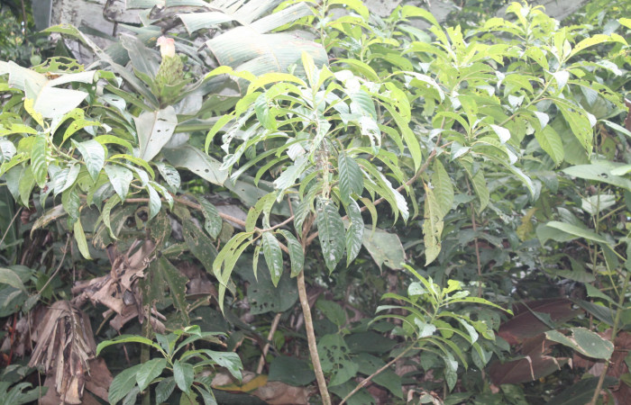 Figura 15. Planta hospedera de <i>Anacrusis ellensatterleeae</i></i> de la familia, Tortricidae <i>Saurauia montana</i></i> de la familia, (Actinidiaceae). Esta planta es una de las muchas que se alimenta esta especie de <i>Anacrusis ellensatterleeae</i></i>, pero su preferida es <i>Sphaeradenia occidentalis</i></i>, de la familia (Cyclanthaceae). Foto, Keiner Aragon Calero, 09/ 17 / 2020.