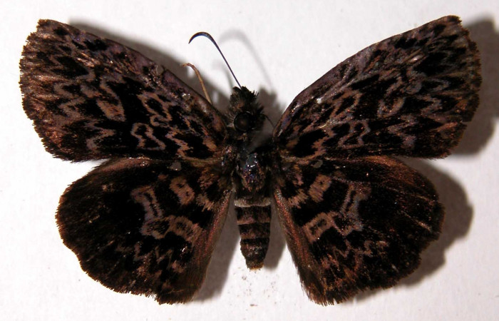 Fig. 9 Adulto <i>Cycloglypha thrasibulus</i></i>, (hembra) vista dorsal; miden 32 mm en alas abiertas. Voucher 01-SRNP-4284-DHJ90102.