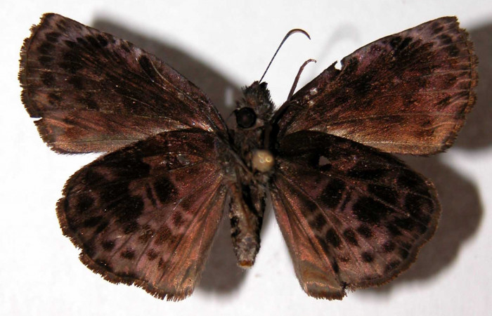 Fig.10 Adulto <i>Cycloglypha thrasibulus</i></i>. (hembra) vista ventral; miden 32 mm en alas abiertas. Voucher 01-SRNP-4284-DHJ90103.