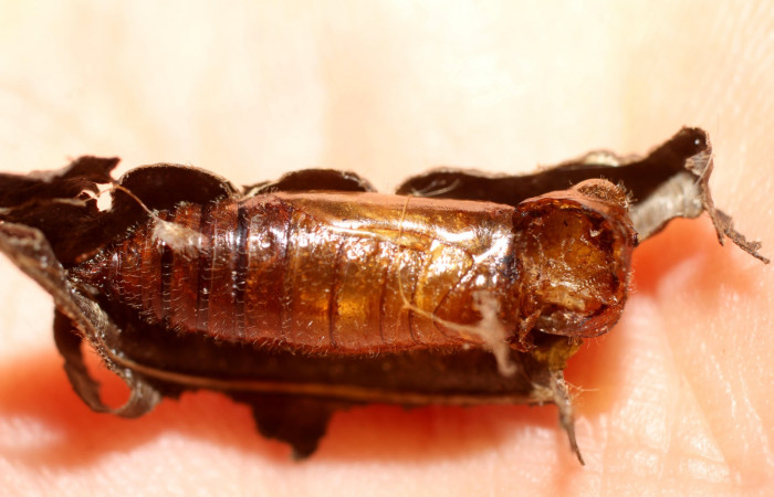 Fig. 13 Parásito de la familia Ichneumonidae, <i>Joppa</i></i> Wahl10, dentro de la pupa de la larva <i>Cycloglypha thrasibulus</i></i>. 
Voucher 10-SRNP-4947-DHJ498048.jpg.