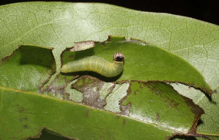 Fig. 6 Larva <i>Cycloglypha thrasibulus</i></i>, vista dorsal. Puente Palma.
Voucher 15-SRNP-2553-DHJ487800.jpg.