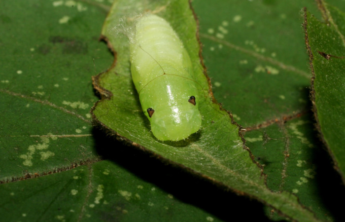 Fig. 7 Pupa <i>Cycloglypha thrasibulus</i></i>. vista desde el frente, Estacion Cacao.
Voucher 15-SRNP-35145-DHJ709193.jpg.