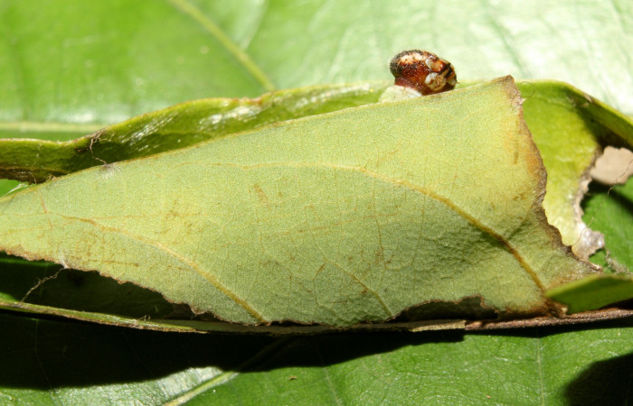 Fig. 4 Casita de larva <i>Cycloglypha thrasibulus</i></i>, Sendero Bullas, Sector Pitilla.
 Voucher 17-SRNP-70514-DHJ733993.jpg.