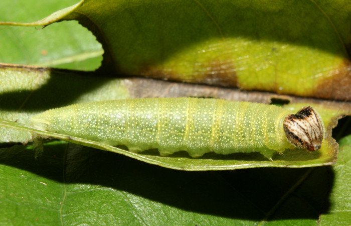 Fig. 1 Larva <i>Cycloglypha thrasibulus</i></i>, lateral entero último estadio Bullas Sector Pitilla. Voucher 17-SRNP-70514-DHJ733994.jpg.
