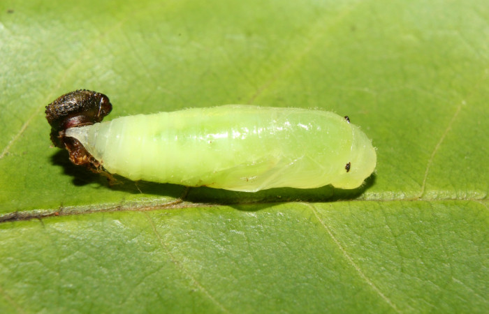 Fig. 8 Pupa <i>Cycloglypha thrasibulus</i></i>. Lateral entero, localización Bullas Sector Pitilla.
Voucher 17-SRNP-70514-DHJ737002.jpg.