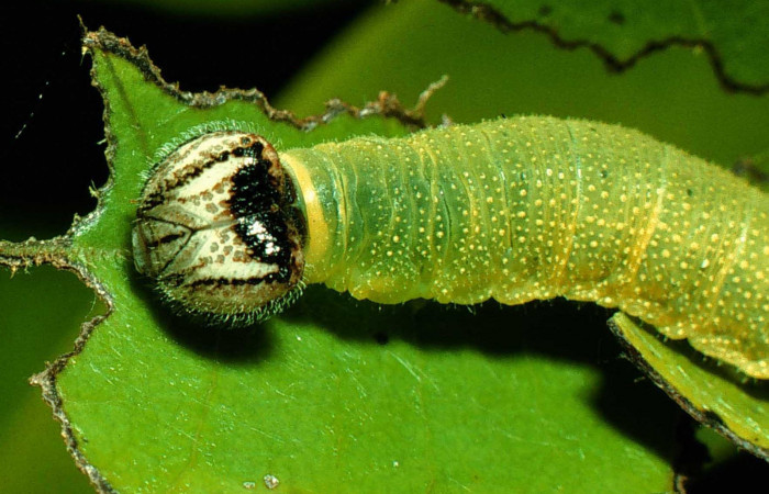 Fig. 5 Larva <i>Cycloglypha thrasibulus</i></i>, mostrando cabeza, Sendero Circular.
Voucher 97-SRNP-766-DHJ40426.jpg.