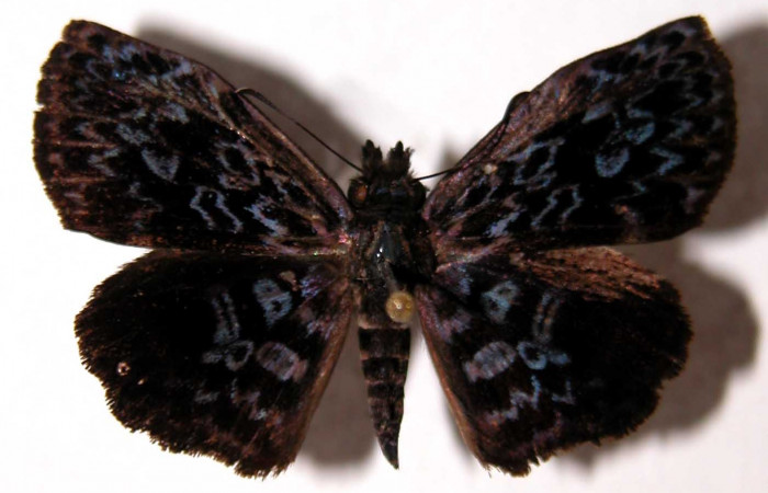 Fig.11 Adulto <i>Cycloglypha thrasibulus</i></i>. (macho), vista dorsal; miden 32 mm en alas abiertas. Voucher 99-SRNP-18551-DHJ90100.