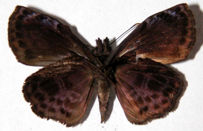 Fig.12 Adulto <i>Cycloglypha thrasibulus</i></i>. (macho) vista ventral; miden 32 mm en alas abiertas
Voucher 99-SRNP-18551-DHJ90101.