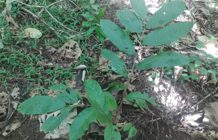 Fig. 2 Planta hospedera Annona rensoniana de larva. <i>Cycloglypha thrasibulus</i></i> (Hesperiidae) 
creciendo en el sendero Finca Esmeralda
 fecha 09/17/2020.