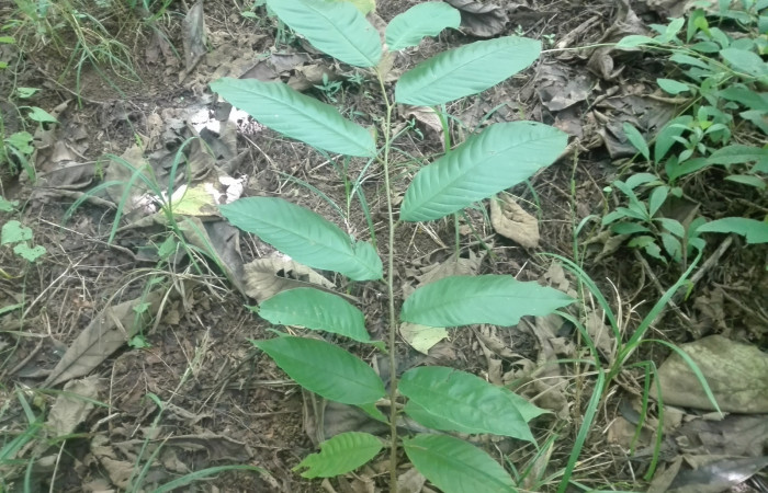 Fig. 3 Planta hospedera Annona rensoniana de larva. <i>Cycloglypha thrasibulus</i></i> (Hesperiidae) 
creciendo en el sendero Finca Esmeralda
 fecha 09/17/2020.