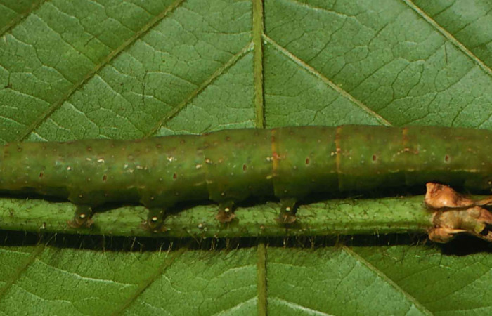 Figura 10. Larva <i>Gorgone integrans</i></i> (Erebidae). Vista lateral, último estadío, 54 mm de longitud. Foto: 05 julio 2000. Voucher: 00-SRNP-11785-DHJ54781.jpg.