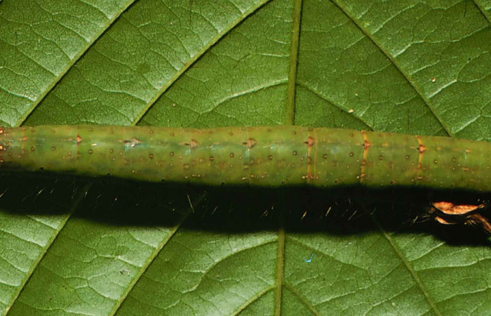 Figura 11. Larva <i>Gorgone integrans</i></i> (Erebidae). Vista dorsal, último estadío, 54 mm de longitud. Foto: 05 julio 2000. Voucher: 00-SRNP-11785-DHJ54783.jpg.