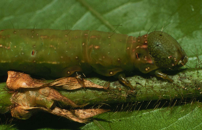 Figura 12. Larva <i>Gorgone integrans</i></i> (Erebidae). Vista lateral de la cabeza, último estadío, 54 mm de longitud. Foto: 05 julio 2000. Voucher: 00-SRNP-11785-DHJ54785.jpg.