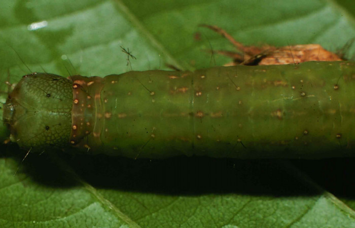 Figura 13. Larva <i>Gorgone integrans</i></i> (Erebidae). Vista dorsal de la cabeza, último estadío, 54 mm de longitud. Foto: 05 julio 2000. Voucher: 00-SRNP-11785-DHJ54792.jpg.