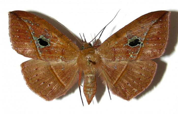 Figura 3. Adulto <i>Gorgone integrans</i></i> (Erebidae). Vista dorsal, envergadura alar del hembra 58 mm de longitud. Voucher: 05-SRNP-33646-DHJ329000.jpg. Bin: BOLD:AAB9198.