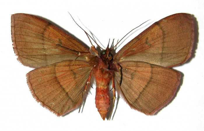 Figura 4. Adulto <i>Gorgone integrans</i></i> (Erebidae). Vista ventral, envergadura alar del hembra 58 mm de longitud. Voucher: 05-SRNP-33646-DHJ329001.jpg. Bin: BOLD:AAB9198.