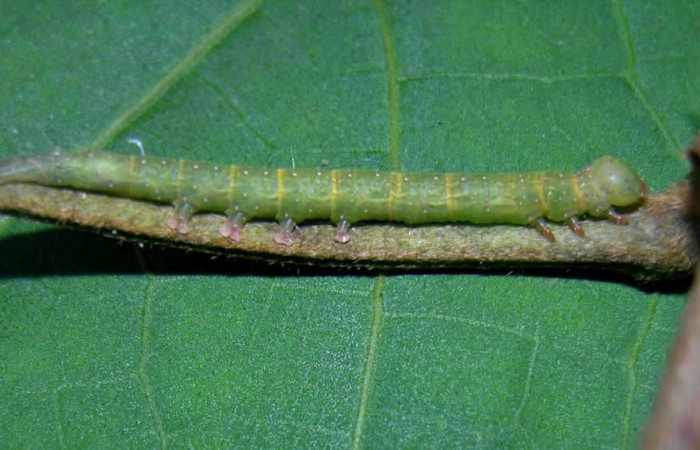 Figura 8. Larva <i>Gorgone integrans</i></i> (Erebidae). Vista lateral, penúltimo estadío, 30 mm de longitud. Foto: 07 setiembre 2015. Voucher: 05-SRNP-33646-DHJ423327.jpg.