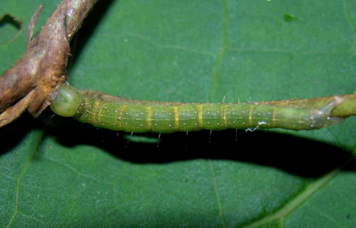 Figura 9. Larva <i>Gorgone integrans</i></i> (Erebidae). Vista dorsal, penúltimo estadío, 30 mm de longitud. Foto: 07 setiembre 2015. Voucher: 05-SRNP-33646-DHJ423328.jpg.