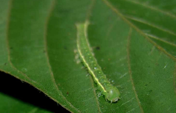 Figura 6. Larva <i>Gorgone integrans</i></i> (Erebidae). Cabeza de frente, tercer estadío, 25 mm de longitud. Foto: 07 setiembre 2015. Voucher: 05-SRNP-33647-DHJ424092.jpg.