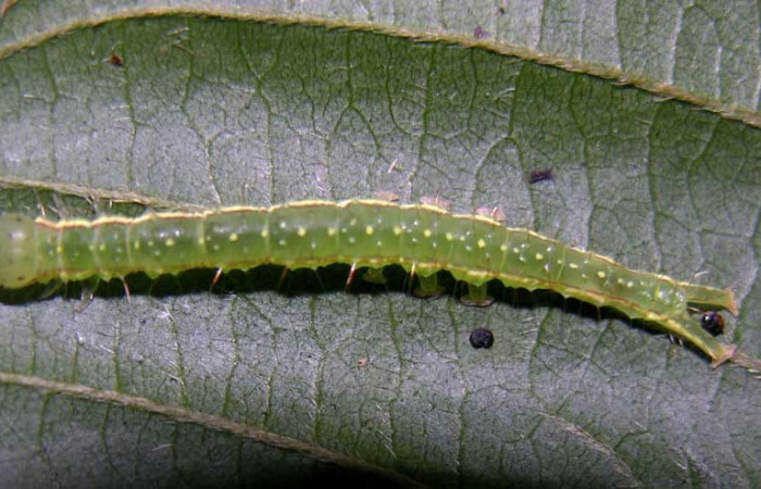 Figura 7. Larva <i>Gorgone integrans</i></i> (Erebidae). Vista dorsal, tercer estadío, 25 mm de longitud. Foto: 07 setiembre 2015. Voucher: 05-SRNP-33647-DHJ424093.jpg.