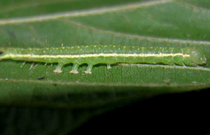 Figura 5. Larva <i>Gorgone integrans</i></i> (Erebidae). Vista lateral, tercer estadío, 25 mm de longitud. Foto: 07 setiembre 2015. Voucher: 05-SRNP-33647-DHJ424095.jpg.