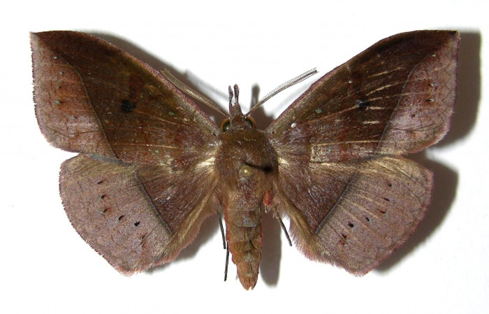 Figura 1. Adulto <i>Gorgone integrans</i></i> (Erebidae). Vista dorsal, envergadura alar del macho 52 mm de longitud. Voucher: 05-SRNP-43258-DHJ329008..jpg. Bin: BOLD:AAB9198.