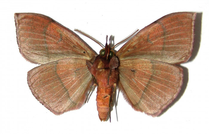Figura 2. Adulto <i>Gorgone integrans</i></i> (Erebidae). Vista ventral, envergadura alar del macho 52 mm de longitud. Voucher: 05-SRNP-43258-DHJ329009.jpg. Bin: BOLD:AAB9198.