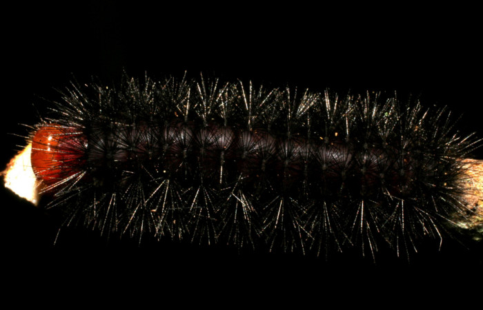  Larva en posición dorsal de <i>Ammalo helops</i></i> (Erebidae), PU estadio. Sector Rincon Rain Forest, Estación Biológica Caribe, Laureles. Voucher 07-SRNP-40329-DHJ420209.jpg.