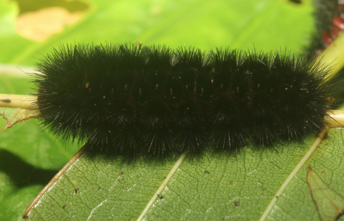  Larvas de en posición dorsal <i>Ammalo helops</i></i> (Erebidae), U estadio. Sector Pitilla, Estación Quica. Voucher 17-S RNP-72874-DHJ741497.jpg.