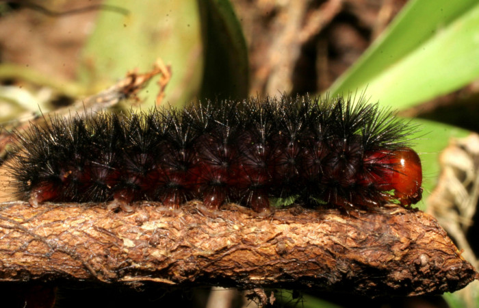  Larva en posición lateral de <i>Ammalo helops</i></i> (Erebidae), PU estadio. Sector Rincon Rain Forest, Estación Biológica Caribe, Laureles. Voucher 07-SRNP-40329-DHJ420208.jpg.