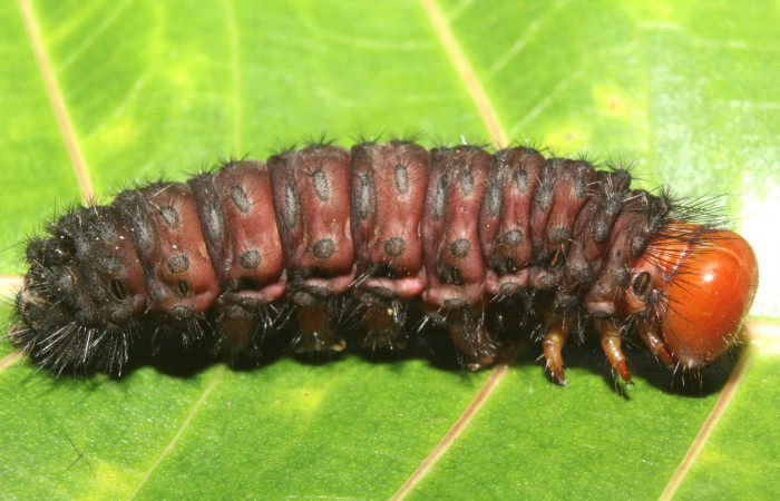  Prepupa en posición lateral de <i>Ammalo helops</i></i> (Erebidae). Sector Pitilla, Estación Quica. Voucher 17-SRNP-73337-DHJ741524.jpg.