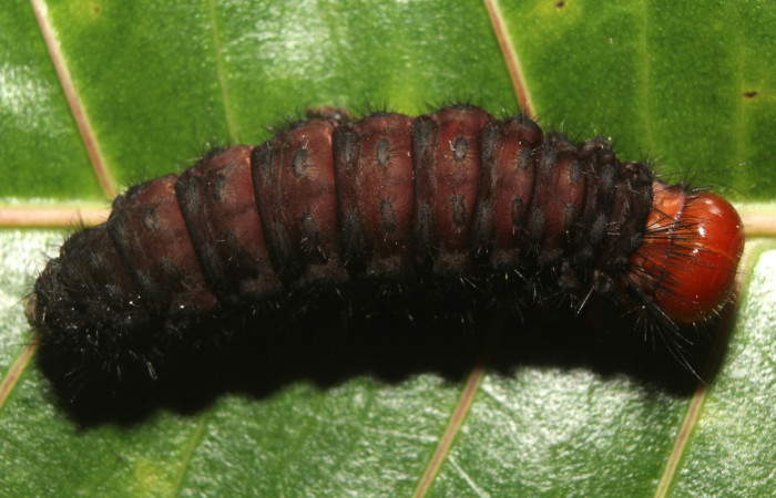  Prepupa en posición dorsal de <i>Ammalo helops</i></i> (Erebidae). Sector Pitilla, Estación Quica. Voucher 17-SRNP-73337-DHJ741525.jpg.