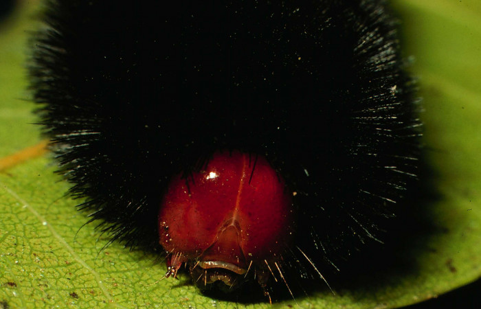  Cabeza en posición frontal de <i>Ammalo helops</i></i> (Erebidae), U estadio. Sector Rincon Rain Forest, Sendero Albergue Crater. Voucher 01-SRNP-1528-DHJ57656.jpg.
