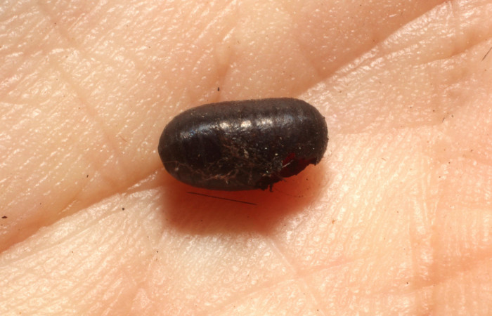  Parásito <i>Leschenaultia</i></i> Wood05 de <i>Ammalo helops</i></i> (Erebidae). Sector 	Santa Rosa, Bosque San Emilio. Voucher 12-SRNP-12669-DHJ804467.jpg.