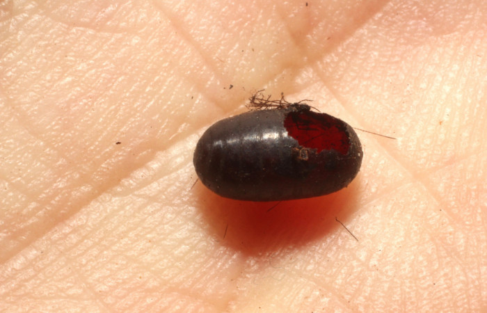  Parásito <i>Leschenaultia</i></i> Wood05 de <i>Ammalo helops</i></i> (Erebidae). Sector 	Santa Rosa, Bosque San Emilio. Voucher 12-SRNP-12669-DHJ804468.jpg.