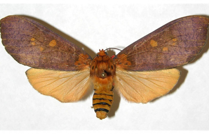  Adulto hembra en posición dorsal de <i>Ammalo helops</i></i> (Erebidae). Sector Santa Rosa, Area administrativa. Voucher 05-SRNP-18858-DHJ316938.
