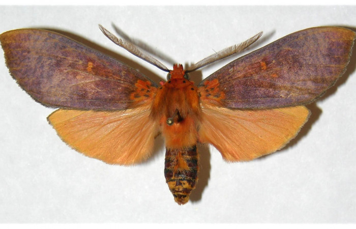  Adulto macho en posición dorsal de <i>Ammalo helops</i></i> (Erebidae). Sector Horizontes, Quebrada San Pancho. Voucher 04-SRNP-12554-DHJ316948.
