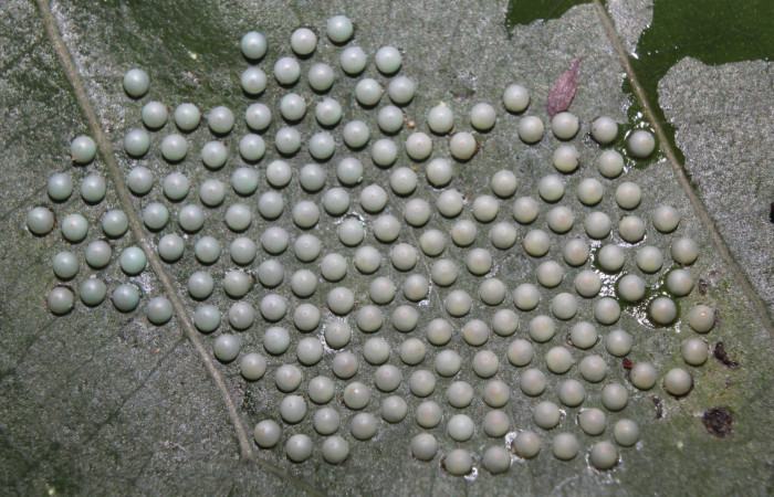  Huevos de larva de <i>Ammalo helops</i></i> (Erebidae), Sector Pitilla, Estación Quica. Voucher 17-SRNP-72874-DHJ741121.jpg.