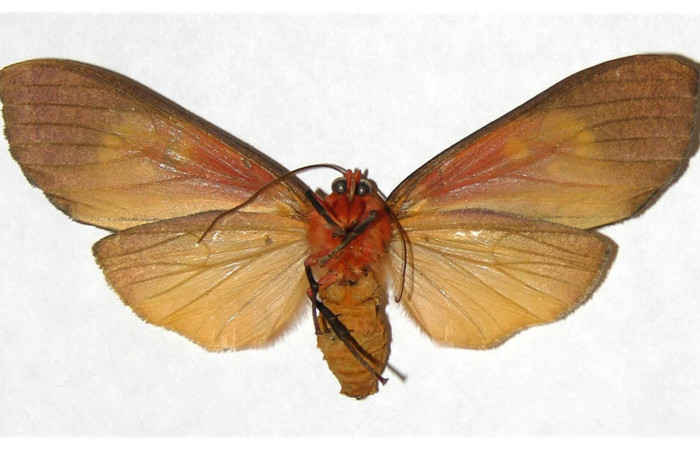  Adulto en posición ventral de <i>Ammalo helops</i></i> (Erebidae). Sector Santa Rosa, Area administrativa. Voucher 05-SRNP-18858-DHJ316939.
