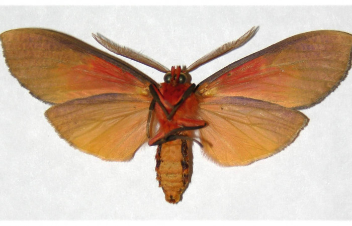  Adulto macho en posición ventral de <i>Ammalo helops</i></i> (Erebidae). Sector Horizontes, Quebrada San Pancho. Voucher 04-SRNP-12554-DHJ316949.
