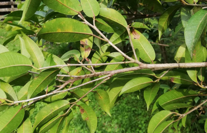  Envés de hojas <i>Ficus pertusa</i></i> (Moraceae), planta hospedera de <i>Ammalo helops</i></i>(Erebidae). Sector San Cristóbal, Estación Biológica San Gerardo. Foto, Elda Araya, 16 de Septiembre 2020.
