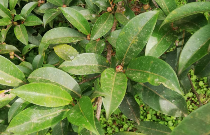  Haz de hojas  y frutos <i>Ficus pertusa</i></i> (Moraceae), planta hospedera de <i>Ammalo helops</i></i>(Erebidae). Sector San Cristóbal, Estación Biológica San Gerardo. Foto, Elda Araya, 16 de Septiembre 2020.
