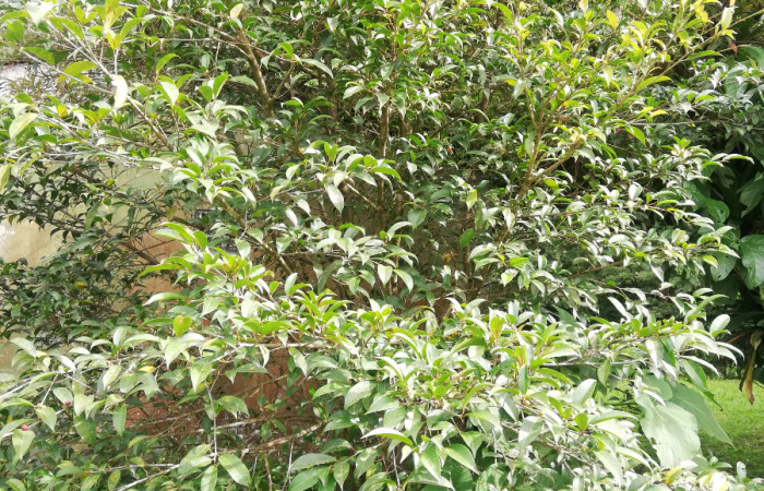 Figura 24. <i>Ficus pertusa</i></i> (Moraceae), planta hospedera de <i>Ammalo helops</i></i>(Erebidae). Sector San Cristóbal, Estación Biológica San Gerardo. Foto, Elda Araya, 16 de Septiembre 2020.
