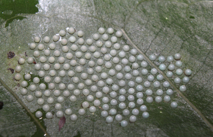  Huevos de larva de <i>Ammalo helops</i></i> (Erebidae), Sector Pitilla, Estación Quica. Voucher 17-SRNP-72874-DHJ741122.jpg.